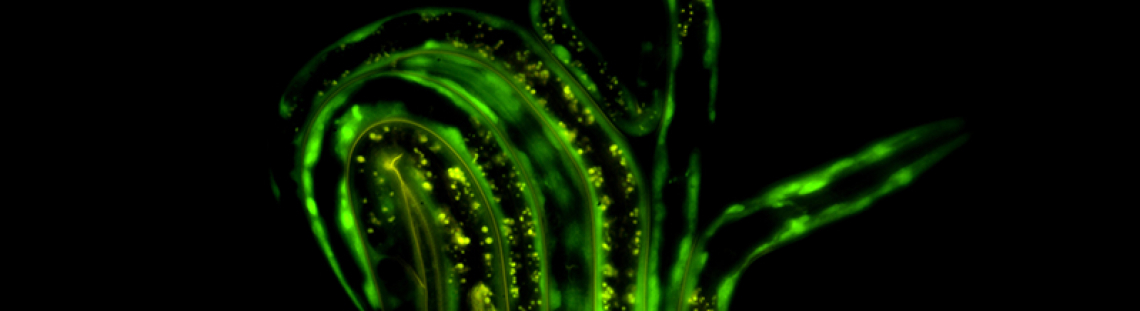 Imagen alegórica de una planta verde con luces sobre fondo negro.