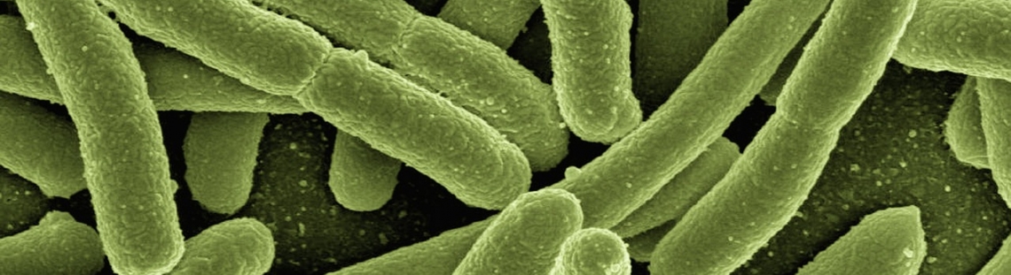 Imagen de una bacteria microscópica. 