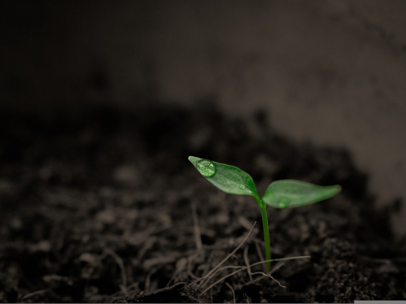 Planta naciendo de la Tierra. 