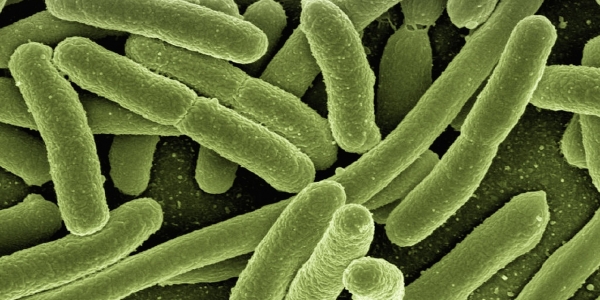 Imagen de una bacteria microscópica. 