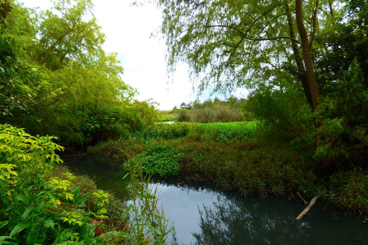 Humedal en la Estructura Ecológica Principal de Bogotá - Fotografía La Bosqueescuela UBA