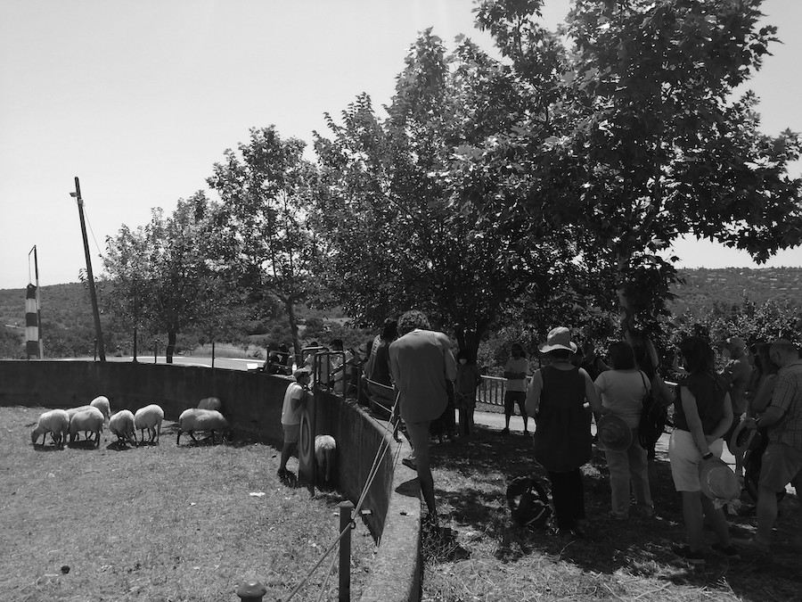 Imagen en blanco y negro de personas de espaldas en un campo con animales. 