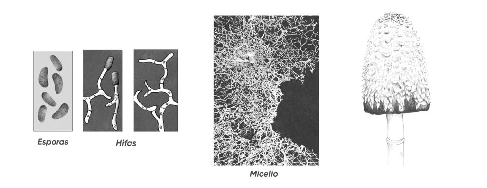 Ilustraciones de Esporas, hifas, micelio y cuerpo fructífero del hongo Coprinus comatus, Habitar el micelio 2023.