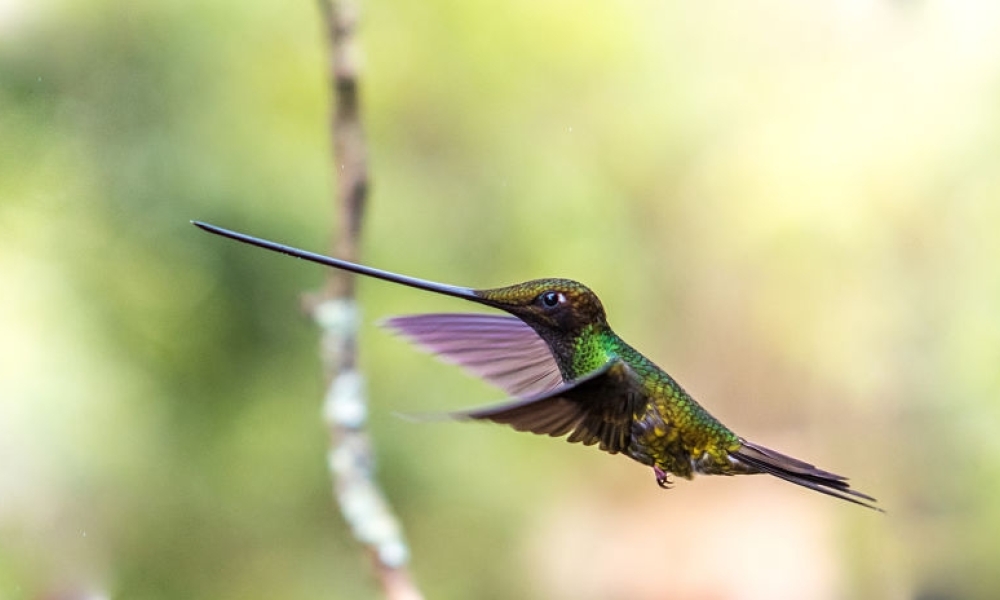 Imagen de Fauna Silvestre. Imagen de Fauna Silvestre.