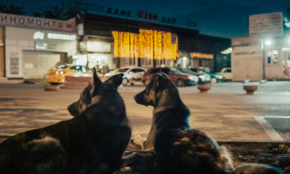 space dogs Perros acostados en la calle