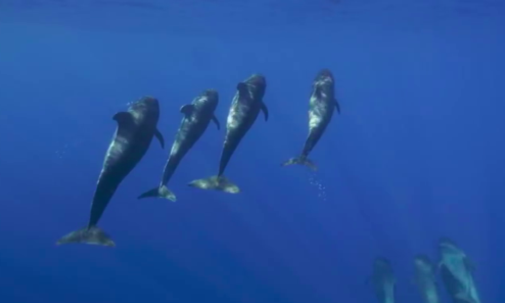 ¿Cuánto vale una ballena? de Juan Antonio Rodríguez Llano y Felipe Pinzón Barbosa Ballenas