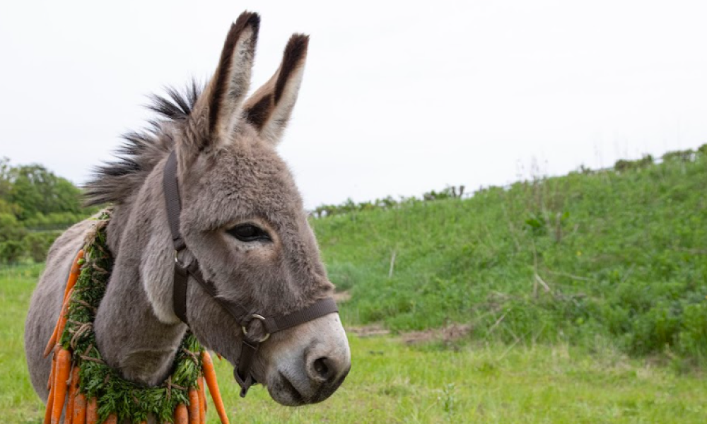 Película Eo de Jerzy Skolimowski Burro con un collar de zanahorias