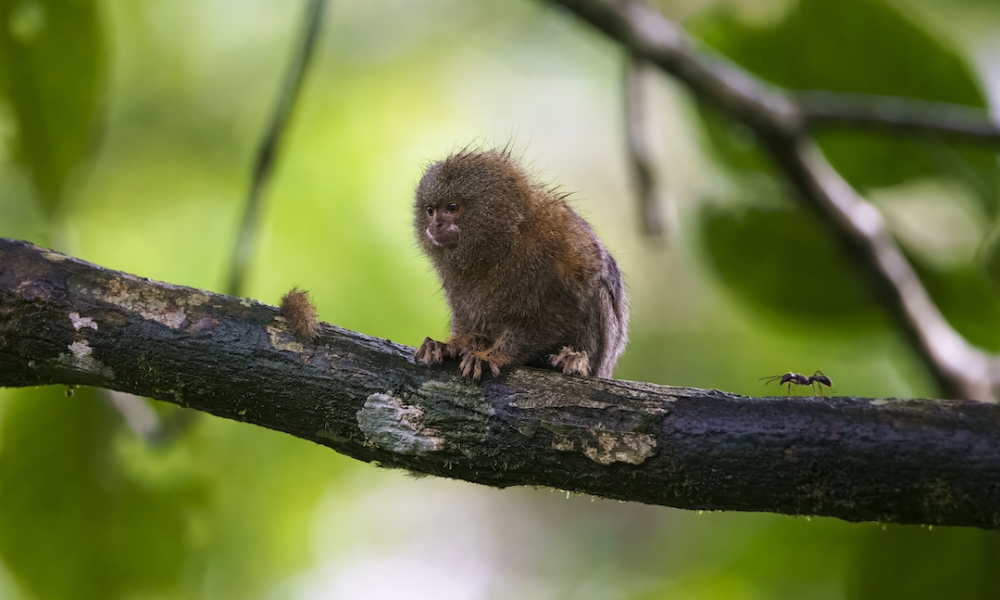 Salvando Primates / Federico Pardo / Mono Chichico