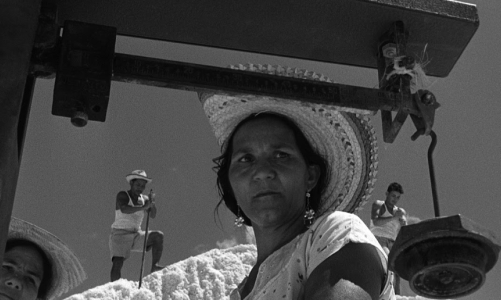 Película Araya Película Araya