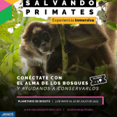 Pieza gráfica promocional – Especie Mono Araña Café
