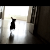 Película Color perro que huye