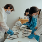 Sesión de inoculación de un hongo