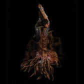 Cuentos de La Mangleria. Archivo de La Quinta del Lobo