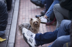 Cinemateca al Parque - Parque Bicentenario.