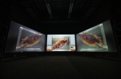 Inauguración videoinstalación Mojana - Ciclo Rosa 