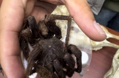 Festival Geek. Planetario