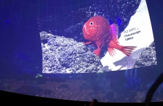 Celebración día mundial de los océanos. Planetario