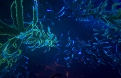 Celebración día mundial de los océanos. Planetario