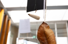 Astronomía sin fronteras