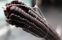 Astronomía sin fronteras