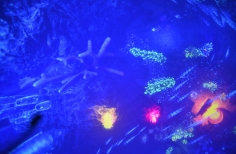 Celebración día mundial de los océanos. Planetario