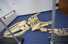 Celebración día mundial de los océanos. Planetario