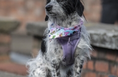 Tortazo de la Afrocolombianidad