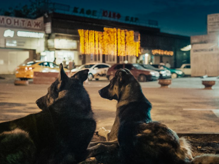 Perros acostados en la calle 