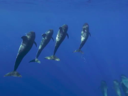 Ballenas 