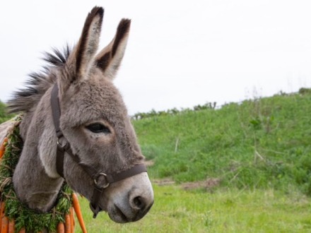 Burro con un collar de zanahorias