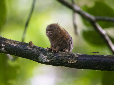 Salvando Primates / Federico Pardo / Mono Chichico