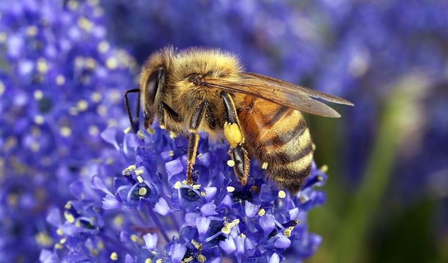 Abeja en flor