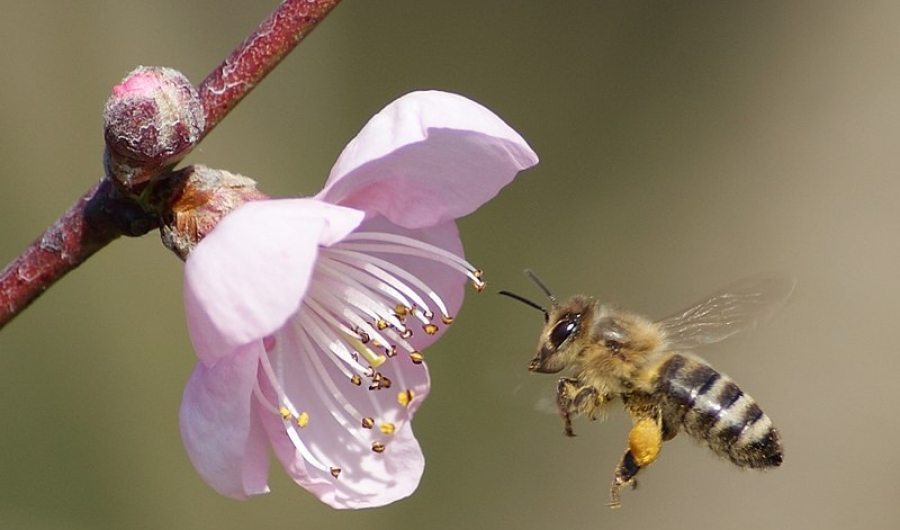 Abeja volando cerca de una flor