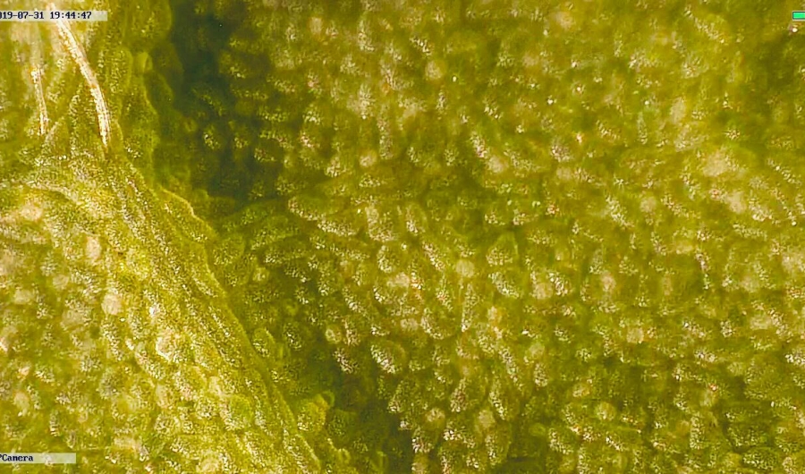 Bacterias