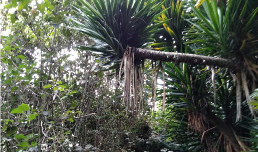 Invasión vegetal