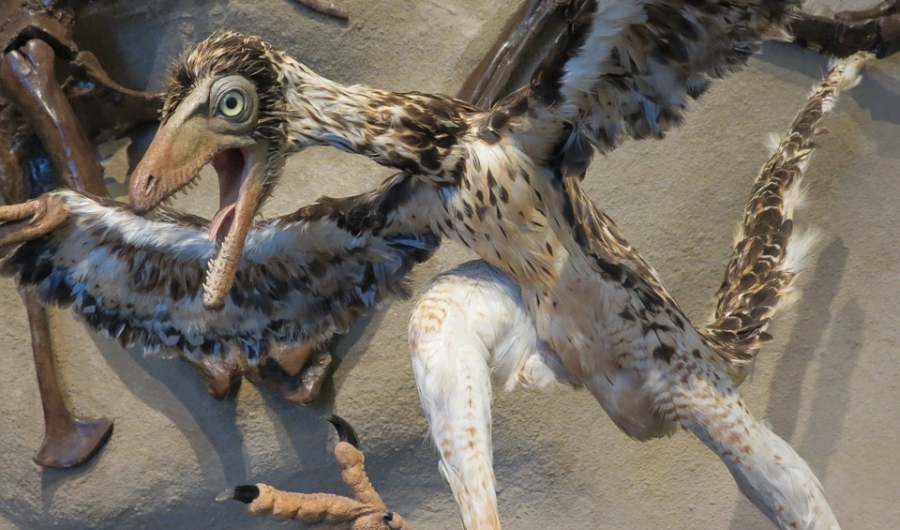 La evolución de la Pluma