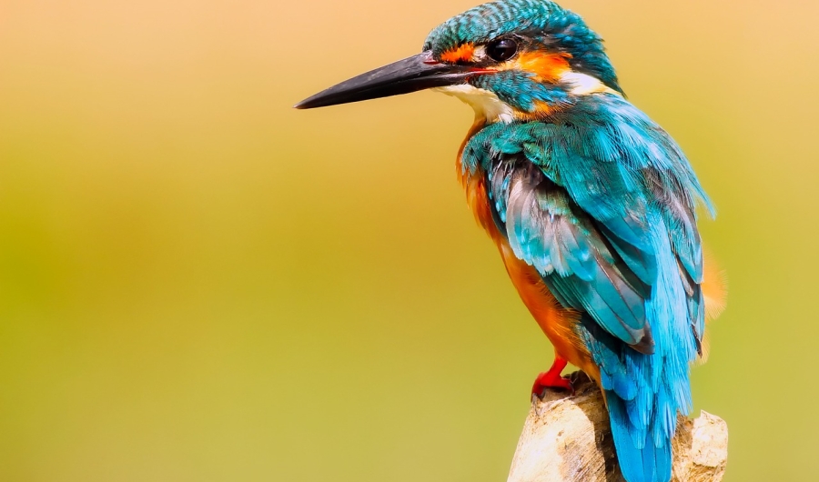 Encuentro NERD: las aves y la cosmovision indígena