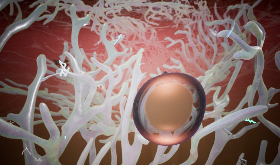 Honey Fungus de los artistas Sue Huang & Jonah King