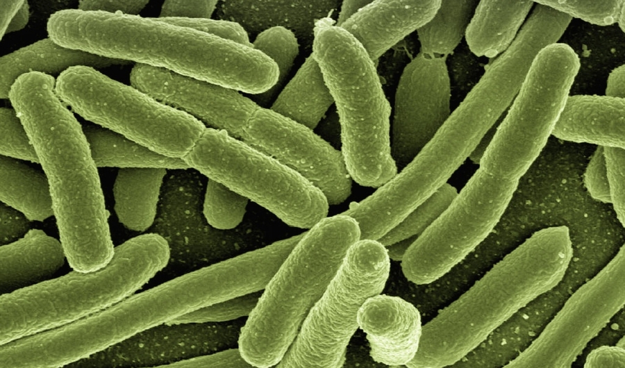 Imagen de una bacteria microscópica.