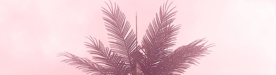 Imagen de una palmera