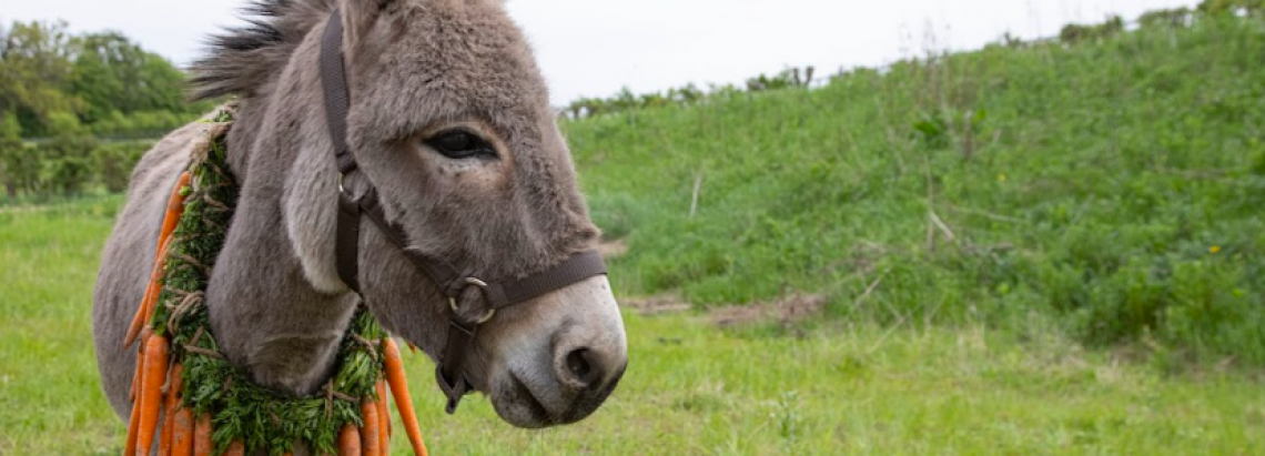 Burro con un collar de zanahorias