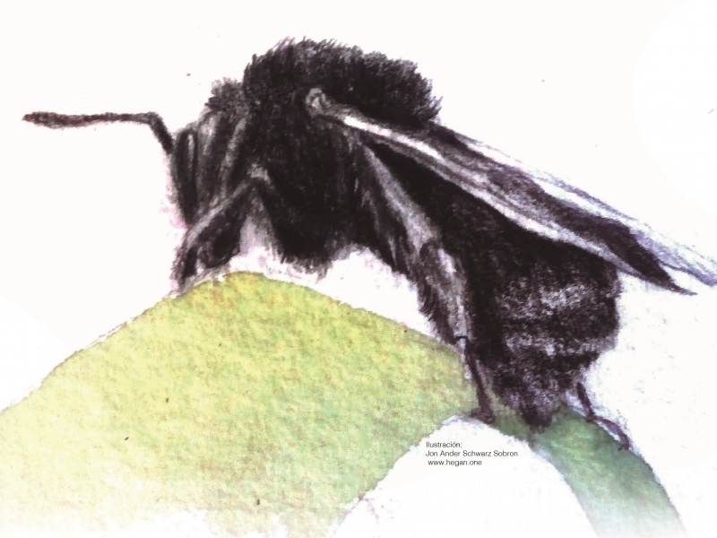 Bombus atratus en imagen