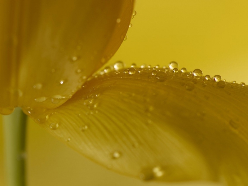 Gotas de agua sobre el pétalo de una flor amarilla. 