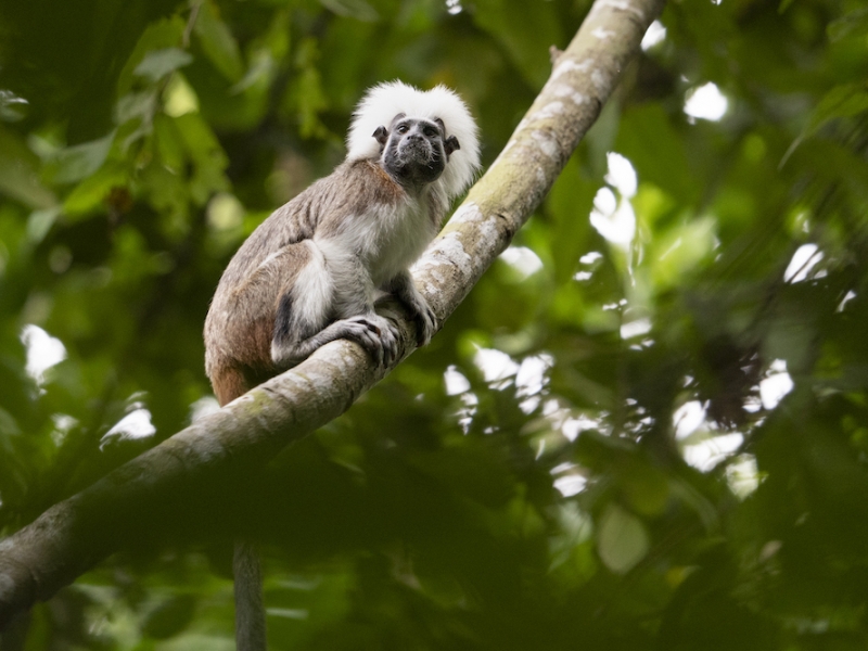 Tití cabeciblanco. Foto de Federico Pardo. 