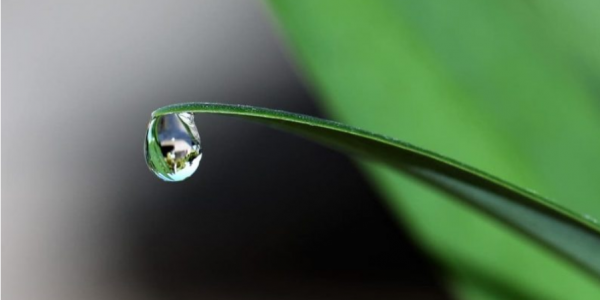 Close up a gota de agua cayendo de una hoja.