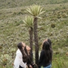 El Son del Frailejón