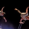 gata circo 